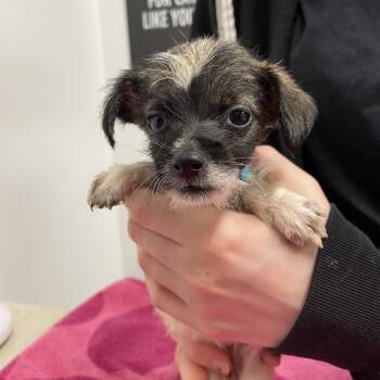 Pickled Egg -  Chihuahua Dog for Adoption in Austin, Texas - Pickled Egg | PetCurious