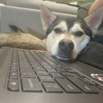 Husky Dogs Available for Adoption - Noodles | PetCurious