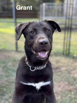 Labrador Retriever Dogs Available for Adoption in Lucas, Texas - Grant  | PetCurious