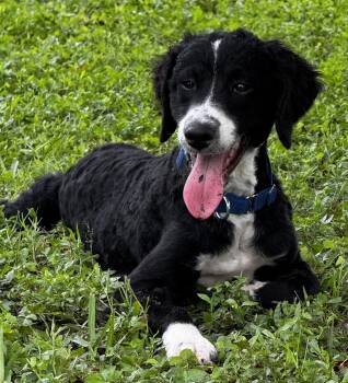 Rescue Aussiedoodle Dogs for Adoption in Fort Myers Beach, Florida - Smart, Fun And Play!! | PetCurious