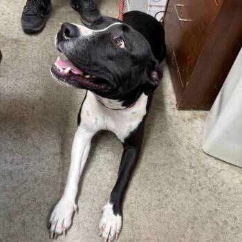 Roxy -  Pit Bull Terrier Dog for Adoption in Butler, Kentucky - Roxy | PetCurious