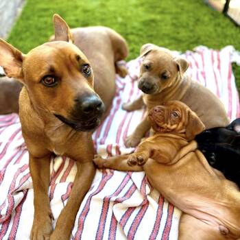 Carolina Dog Dogs Available for Adoption - Kate | PetCurious