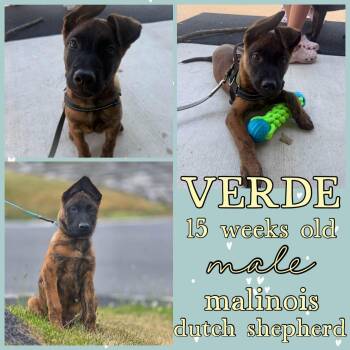 Verde -  Belgian Shepherd Malinois and Dutch Shepherd Dog for Adoption in Grantville, Pennsylvania - Verde | PetCurious