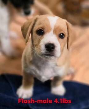 Chihuahua and Terrier Dogs Available for Adoption in Social Circle, Georgia - FLASH | PetCurious