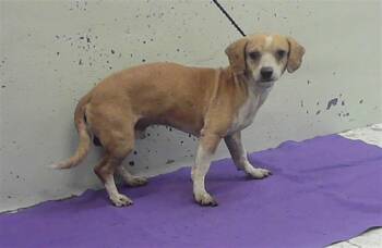 JACOB -  Chihuahua and Mixed Breed Dog for Adoption in Houston, Texas - JACOB | PetCurious