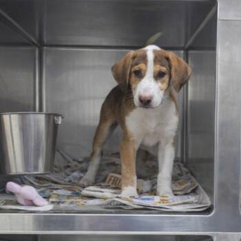 Labrador Retriever and Hound Dogs Available for Adoption - Cowboy | PetCurious