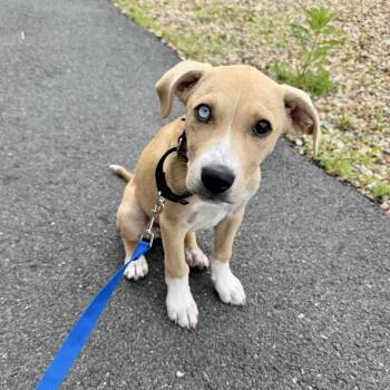 Labrador Retriever and Mixed Breed Dogs Available for Adoption in Pelham, New Hampshire - Max | PetCurious