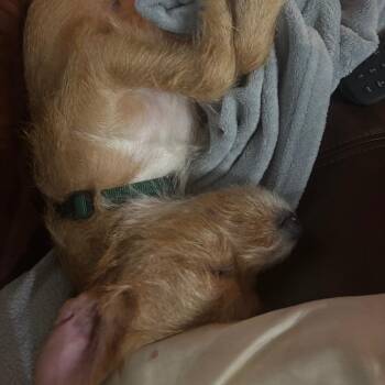 Mixed Breed Dogs Available for Adoption - Carolyn | PetCurious