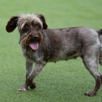 Moon (AG26-111) -  Miniature Schnauzer Dog for Adoption in Peyton, Colorado - Moon (AG26-111) | PetCurious
