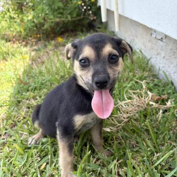 Clarice -  Shepherd Dog for Adoption in Harlingen, Texas - Clarice | PetCurious