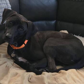 Maddox -  Black Labrador Retriever Dog for Adoption in Grafton, Ohio - Maddox | PetCurious