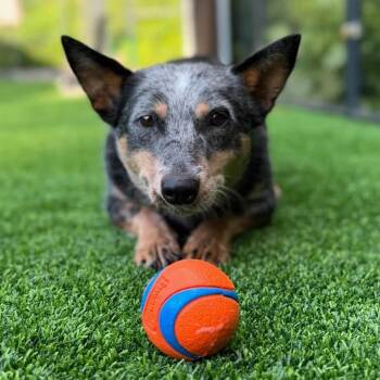 Mouse -  Australian Cattle Dog Blue Heeler Dog for Adoption in New York, New York - Mouse | PetCurious