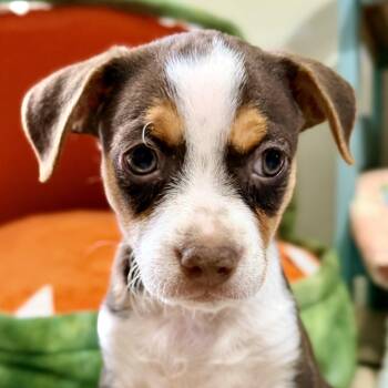 Chihuahua Dogs Available for Adoption in Bulverde, Texas - Lucky | PetCurious