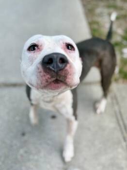 Pit Bull Terrier and Mixed Breed Dogs Available for Adoption in New Orleans, Louisiana - Argo | PetCurious