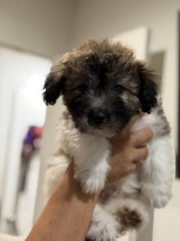 Pepe -  Scottish Terrier and Shih Tzu Dog for Adoption in Ventura, California - Pepe | PetCurious