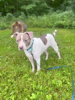 Tucker -  Terrier and Mixed Breed Dog for Adoption in Decatur, Indiana - Tucker | PetCurious