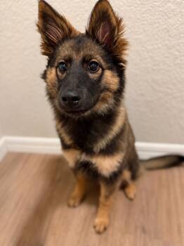 Gracie -  German Shepherd Dog Dog for Adoption in Colorado Springs, Colorado - Gracie | PetCurious