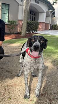 Lainey -  German Shorthaired Pointer Dog for Adoption in Palm Springs, Florida - Lainey | PetCurious