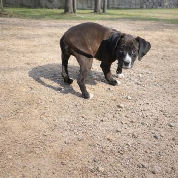 Pit Bull Terrier Dogs Available for Adoption - Joanna | PetCurious