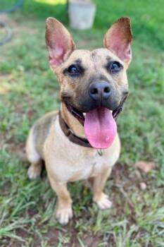 STRAWBERRY SHORTCAKE -  Cardigan Welsh Corgi and Mixed Breed Dog for Adoption in York, South Carolina - STRAWBERRY SHORTCAKE | PetCurious