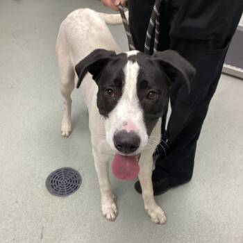 Rescue Mixed Breed Dogs for Adoption in Abilene, Texas - Kendrick | PetCurious