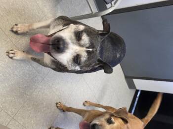 Mama -  American Staffordshire Terrier Dog for Adoption in Magnolia, Texas - Mama | PetCurious