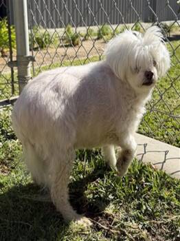 Rescue Maltese Dogs for Adoption in Las Vegas, Nevada - Baby Dog | PetCurious