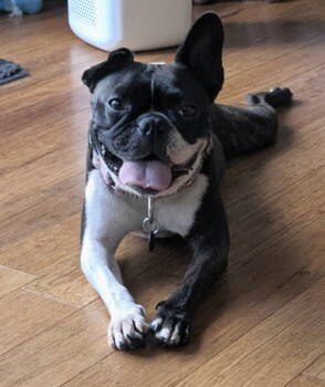 Rescue French Bulldog Dogs for Adoption in Huntington Beach, California - May | PetCurious