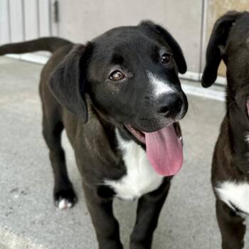 Labrador Retriever and Mixed Breed Dogs Available for Adoption in Bedford, New Hampshire - Arcadia | PetCurious