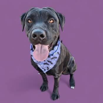 Rescue Pit Bull Terrier and Labrador Retriever Dogs for Adoption in Thousand Oaks, California - Willow | PetCurious