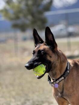 Belgian Shepherd Malinois Dogs Available for Adoption in Imlay City, Michigan - Sashtian - Located In CO | PetCurious