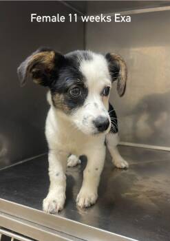 Exa -  Terrier Dog for Adoption in Fort Payne, Alabama - Exa | PetCurious