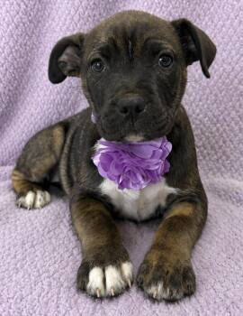 Bullmastiff and Pit Bull Terrier Dogs Available for Adoption in Lodi, California - Blair | PetCurious