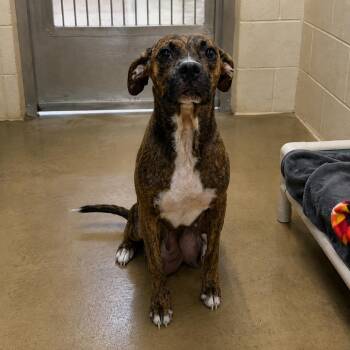 Betsy -  Boxer and Mixed Breed Dog for Adoption in Pine Bluff, Arkansas - Betsy | PetCurious