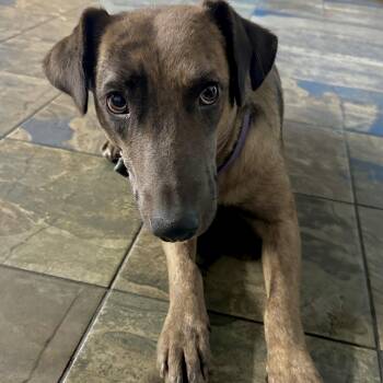 Catahoula Leopard Dog and Retriever Dogs Available for Adoption - Olive | PetCurious