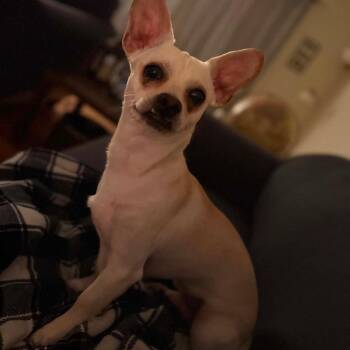 Charlie -  Chiweenie Dog for Adoption in Anderson, South Carolina - Charlie | PetCurious