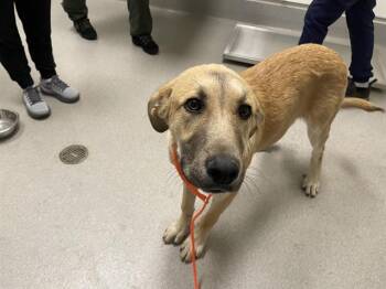 AMARU -  Anatolian Shepherd Dog for Adoption in Auburn, California - AMARU | PetCurious