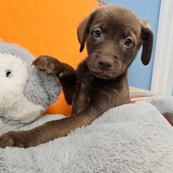 Wagoner -  Mixed Breed Dog for Adoption in Huntsville, Alabama - Wagoner | PetCurious