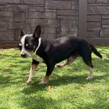 Soren 1678 -  Chihuahua Dog for Adoption in Loxahatchee Groves, Florida - Soren 1678 | PetCurious