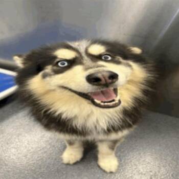 Maverick -  Husky and Mixed Breed Dog for Adoption in Chicago, Illinois - Maverick | PetCurious