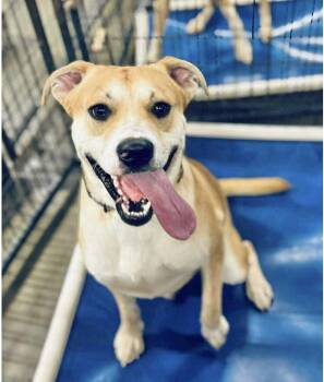 Rescue Labrador Retriever Dogs for Adoption in Manchester, Connecticut - Bono | PetCurious