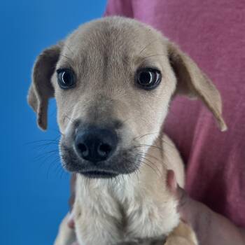Cupcake - Local October 9-11 -  Rat Terrier Dog for Adoption in Brookshire, Texas - Cupcake - Local October 9-11 | PetCurious