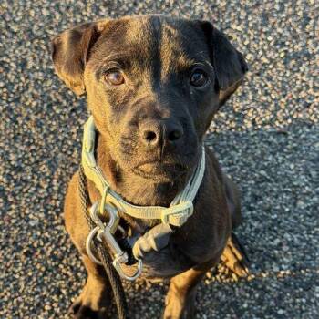 Heinz -  Whippet and Chihuahua Dog for Adoption in Grand Rapids, Michigan - Heinz | PetCurious