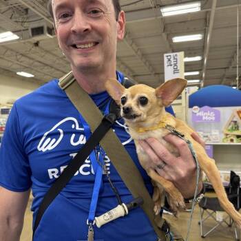 BETTY -  Chihuahua and Mixed Breed Dog for Adoption in Waterford, New Jersey - BETTY | PetCurious