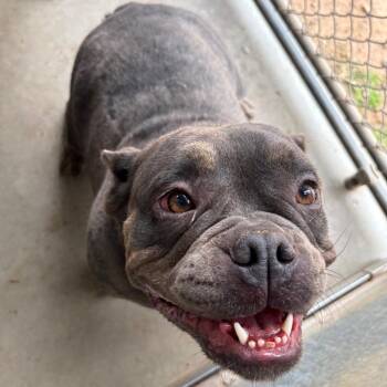 American Bulldog Dogs Available for Adoption in Sand Springs, Oklahoma - Raven | PetCurious