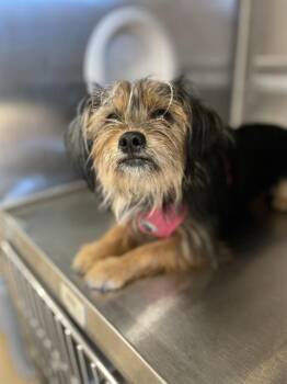 GWEN -  Yorkshire Terrier Dog Available for Adoption in Chula Vista, California - GWEN | PetCurious
