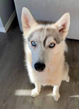 Skye -  Husky Dog for Adoption in Didsbury, Alberta - Skye | PetCurious