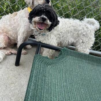 Cooper -  Shih Tzu and Mixed Breed Dog for Adoption in Uniontown, Pennsylvania - Cooper | PetCurious