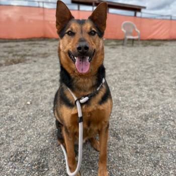 Mixed Breed Dogs Available for Adoption - Chip | PetCurious