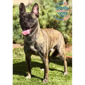 Bams COH -  Shepherd Dog for Adoption in Inglewood, California - Bams COH | PetCurious